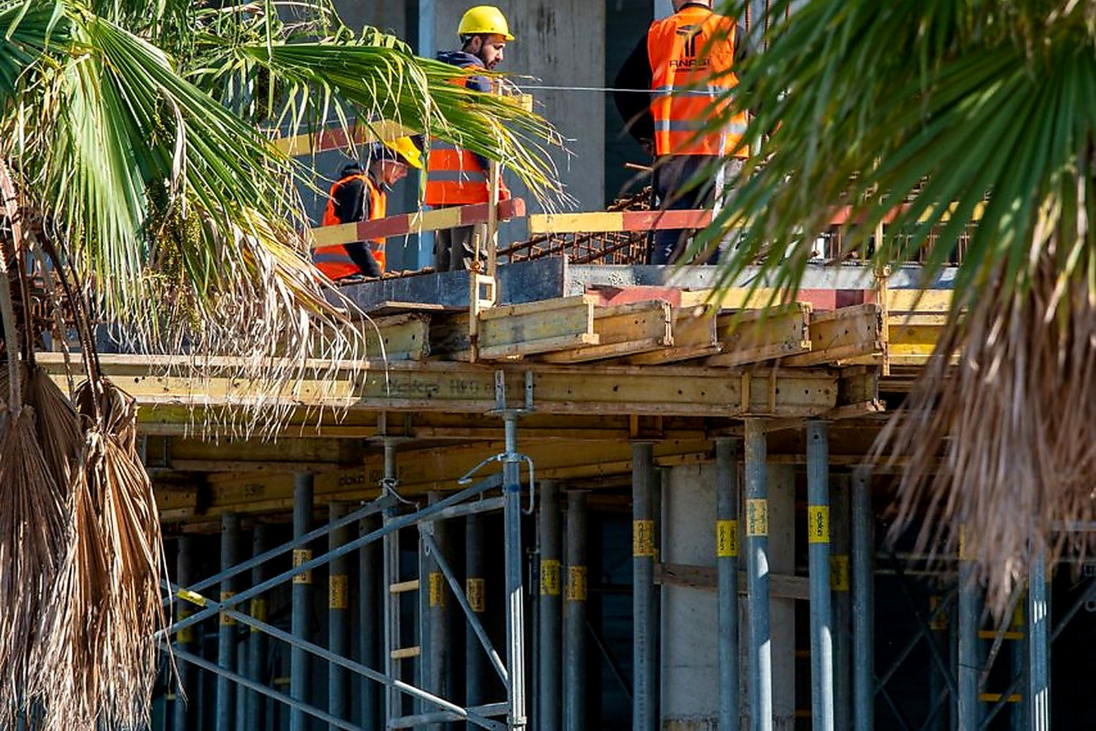 Free Construction workers in safety vests on scaffolding with palm trees in the foreground. Stock Photo